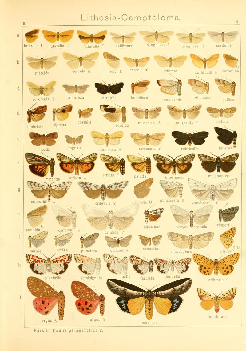 Die Gross-Schmetterlinge der Erde (Taf. 13) BHL9921415