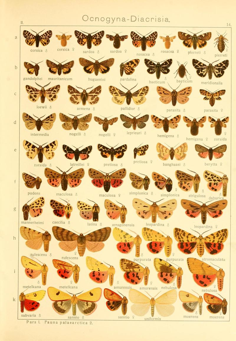 Die Gross-Schmetterlinge der Erde (Taf. 14) BHL9921417