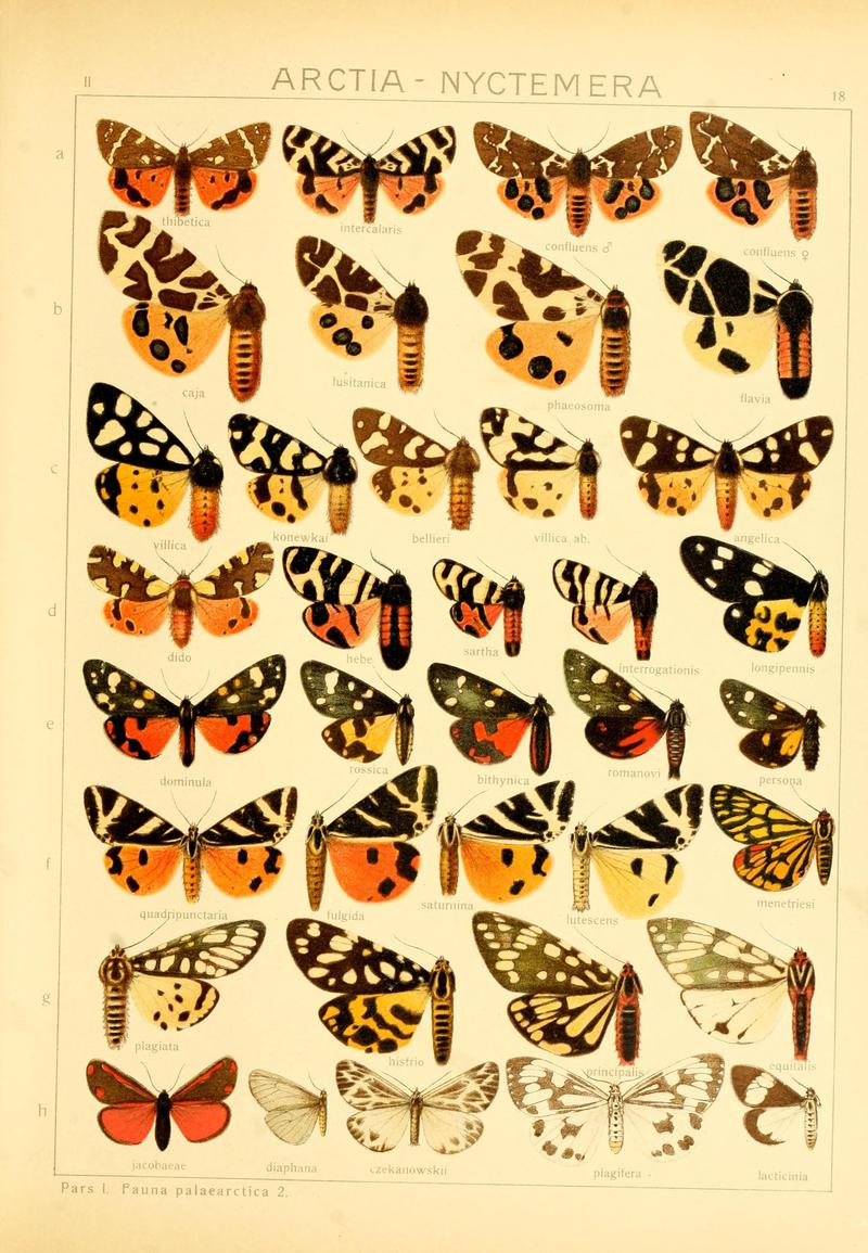 Die Gross-Schmetterlinge der Erde (Taf. 18) BHL9921425