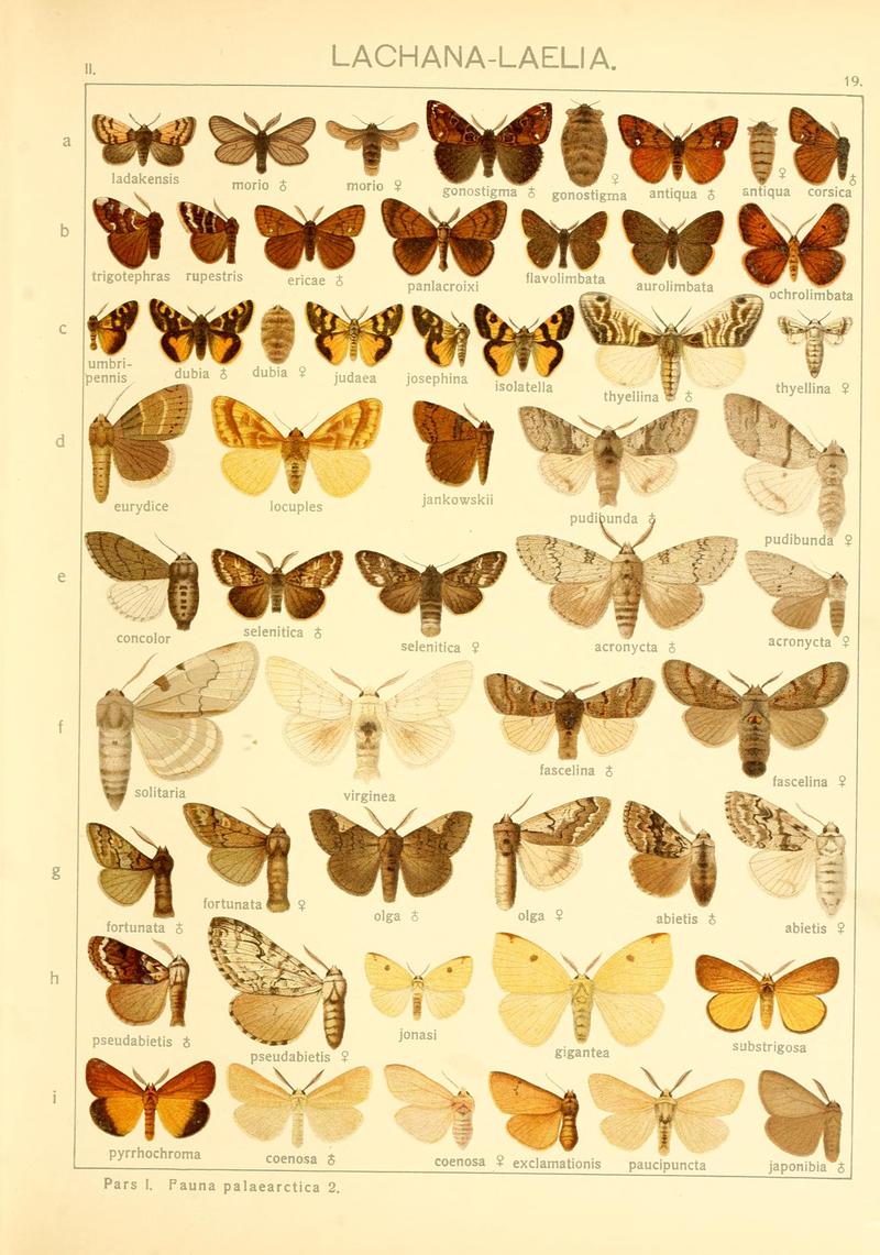 Die Gross-Schmetterlinge der Erde (Taf. 19) BHL9921427
