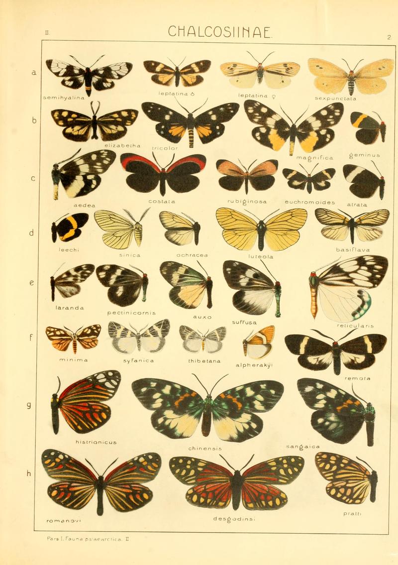 Die Gross-Schmetterlinge der Erde (Taf. 2) BHL9921451