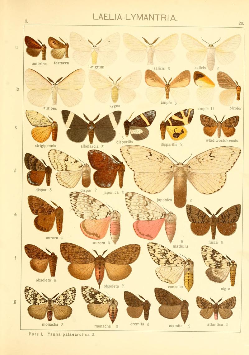Die Gross-Schmetterlinge der Erde (Taf. 20) BHL9921429