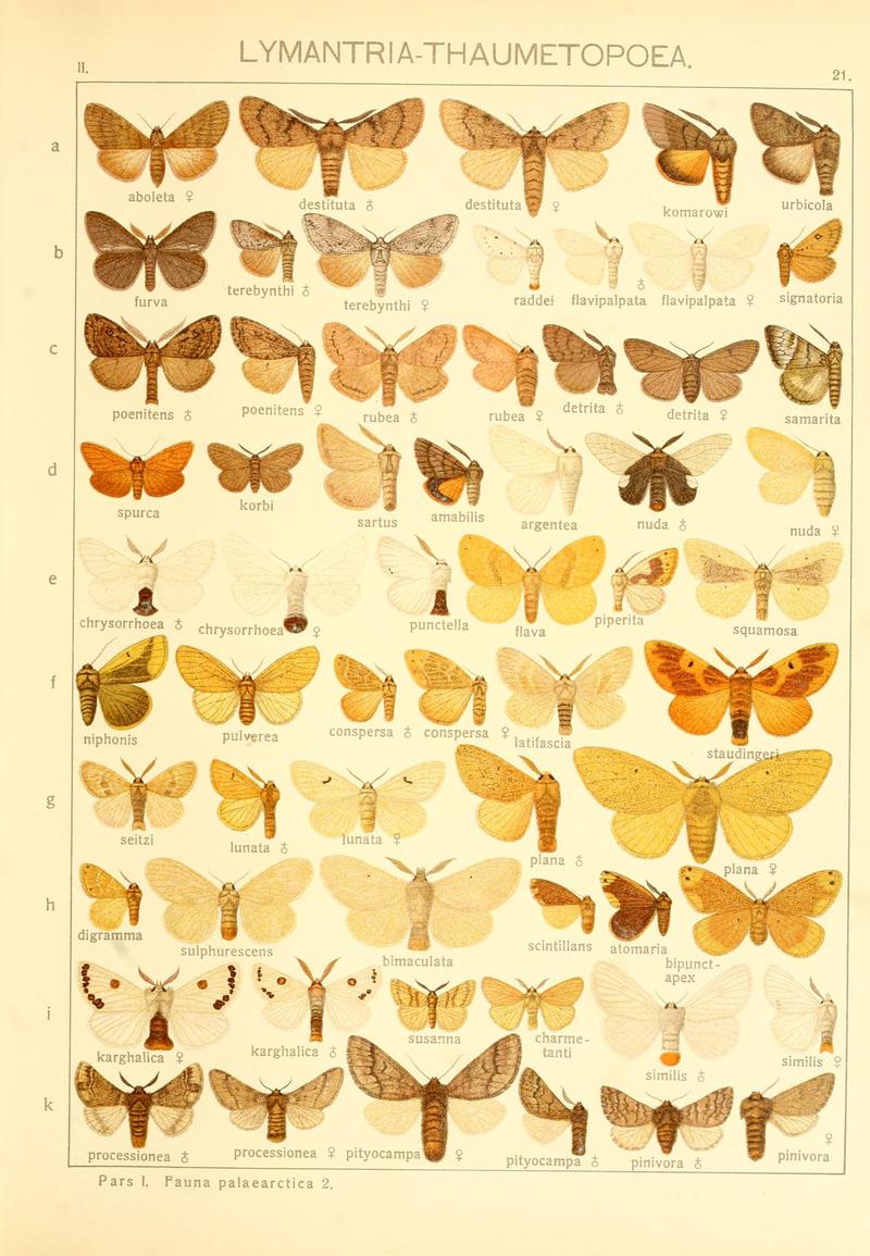 Die Gross-Schmetterlinge der Erde (Taf. 21) BHL9921431