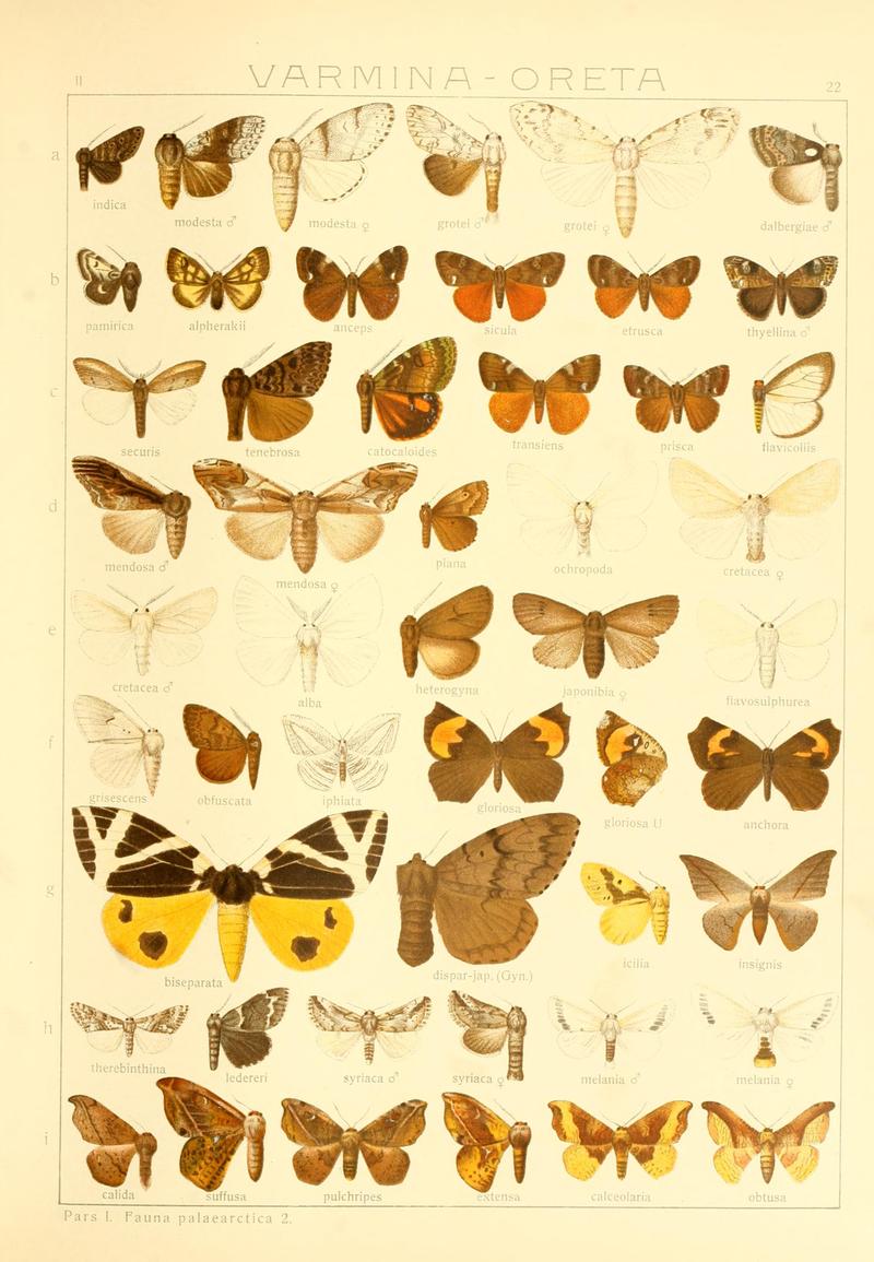 Die Gross-Schmetterlinge der Erde (Taf. 22) BHL9921433