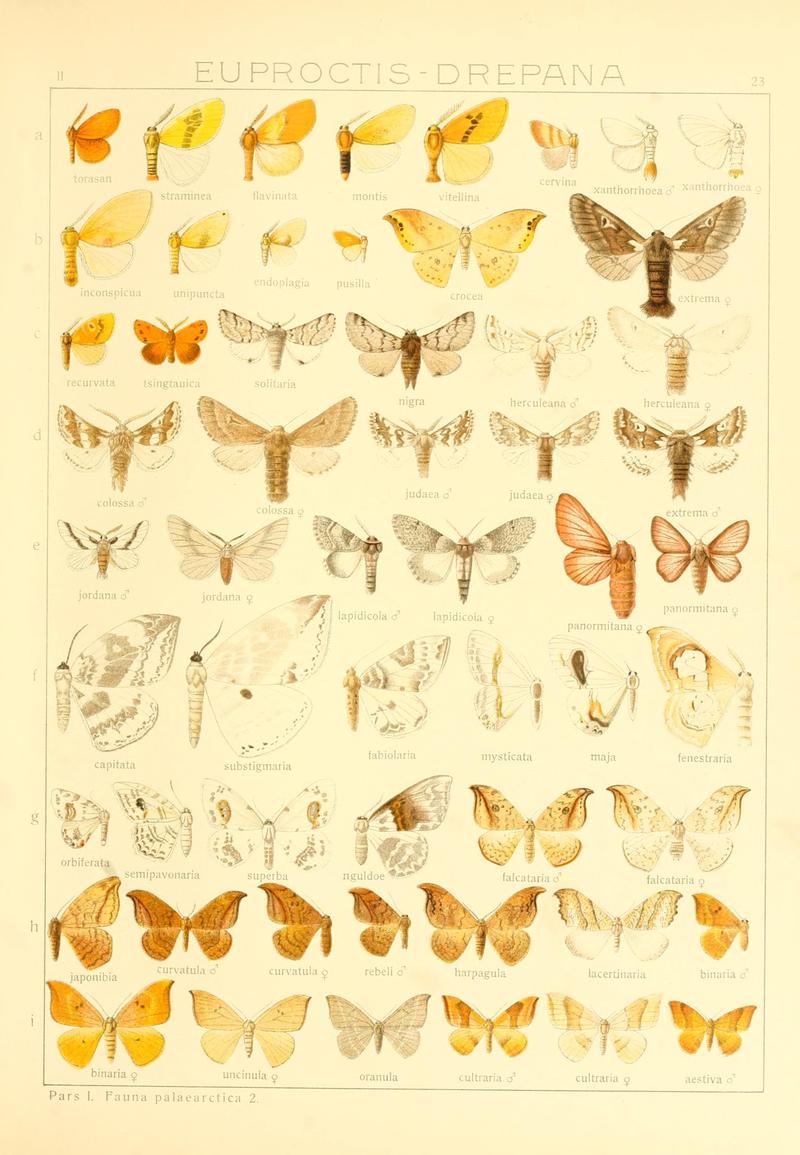 Die Gross-Schmetterlinge der Erde (Taf. 23) BHL9921435
