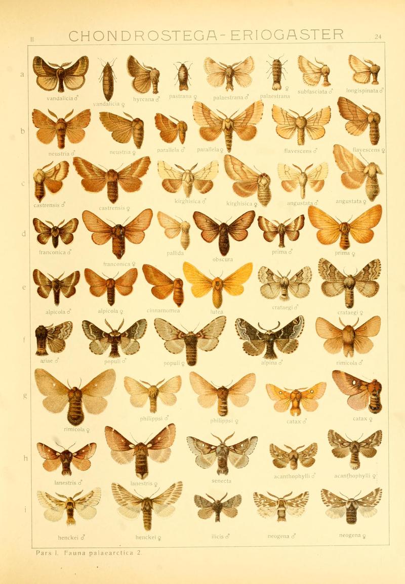 Die Gross-Schmetterlinge der Erde (Taf. 24) BHL9921437