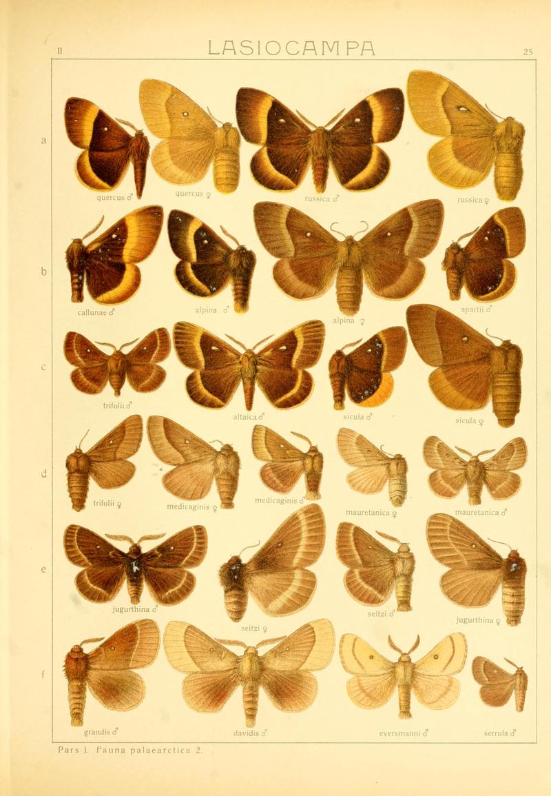 Die Gross-Schmetterlinge der Erde (Taf. 25) BHL9921462