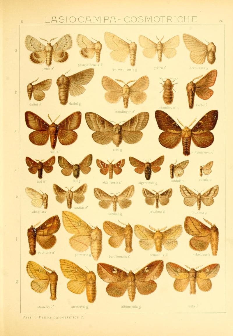 Die Gross-Schmetterlinge der Erde (Taf. 26) BHL9921464