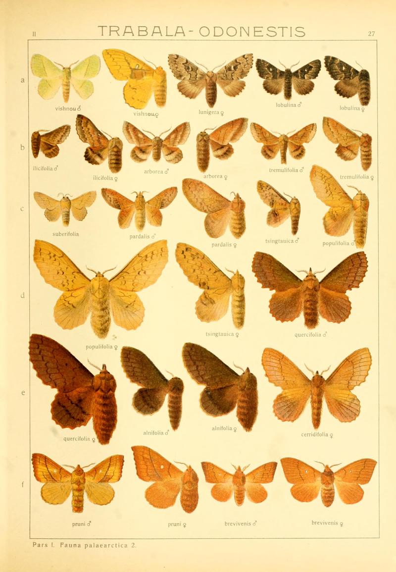 Die Gross-Schmetterlinge der Erde (Taf. 27) BHL9921466