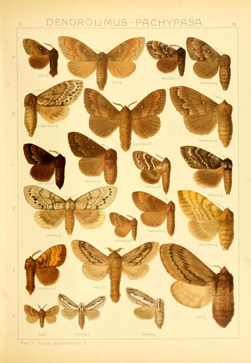 Die Gross-Schmetterlinge der Erde (Taf. 28) BHL9921468