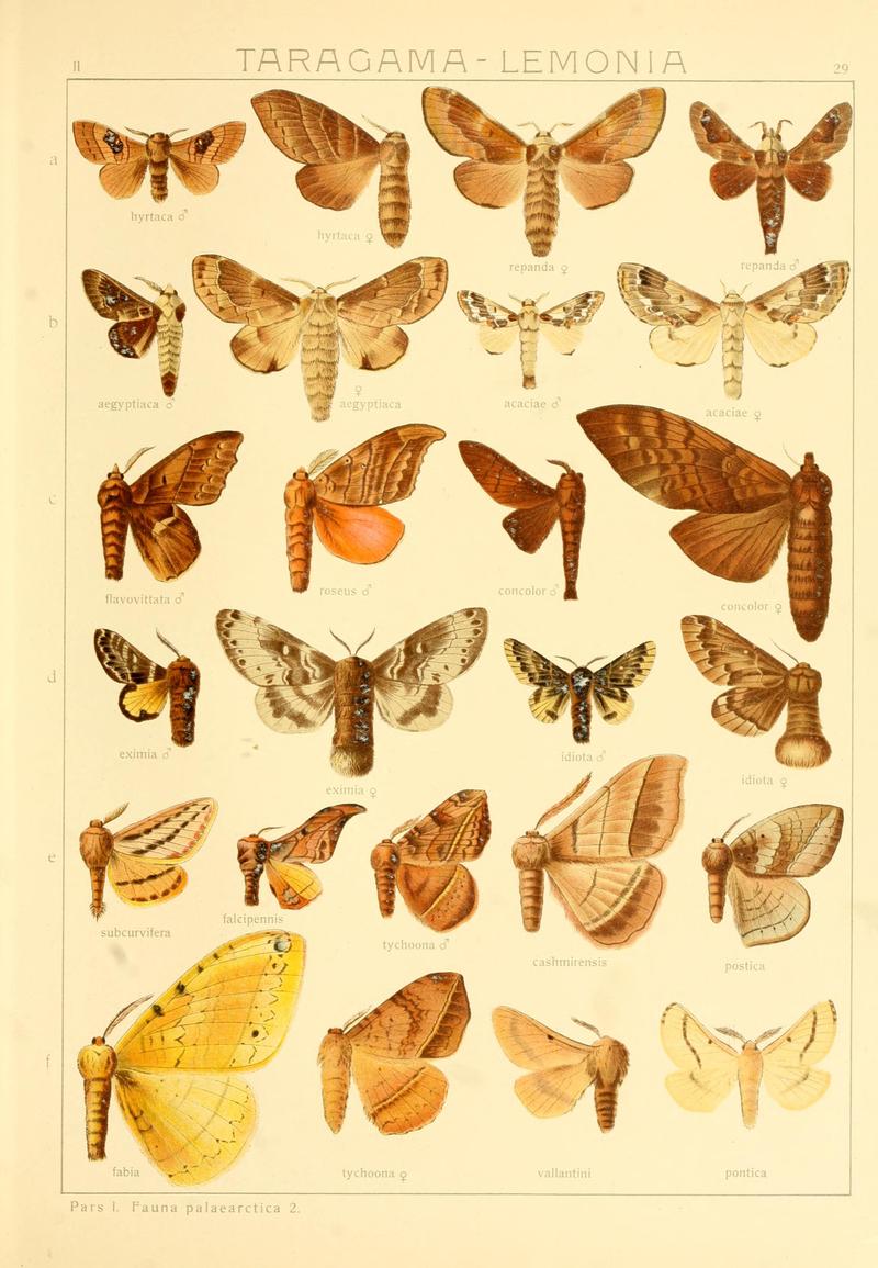 Die Gross-Schmetterlinge der Erde (Taf. 29) BHL9921470