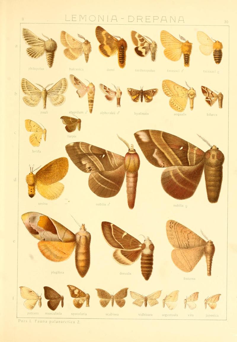 Die Gross-Schmetterlinge der Erde (Taf. 30) BHL9921472