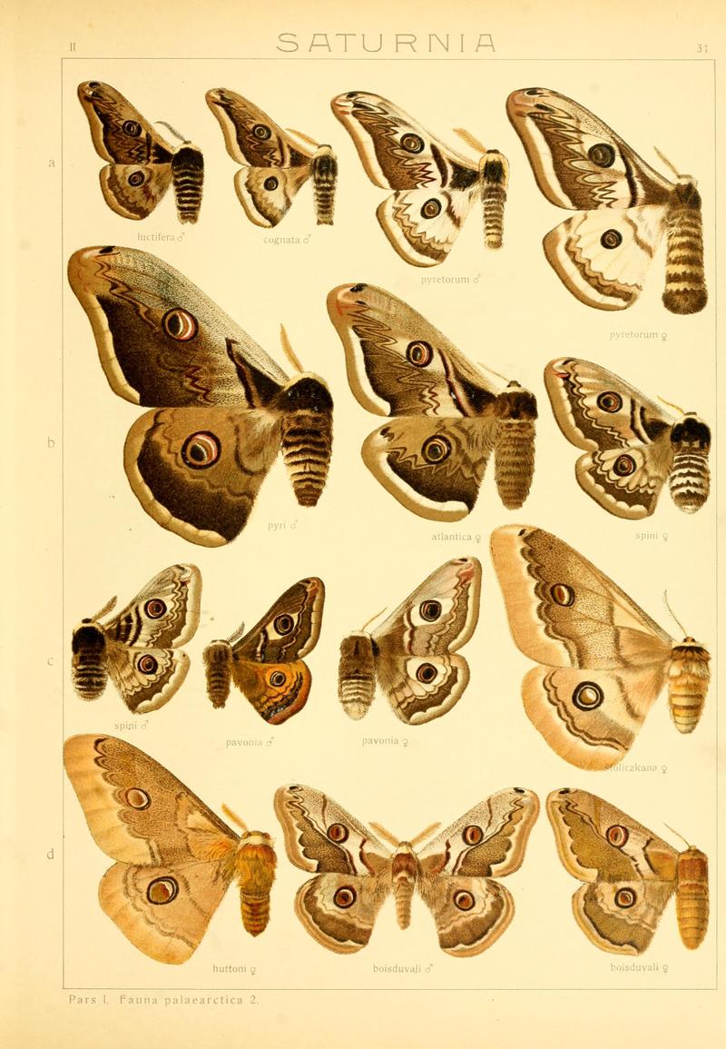 Die Gross-Schmetterlinge der Erde (Taf. 31) BHL9921474