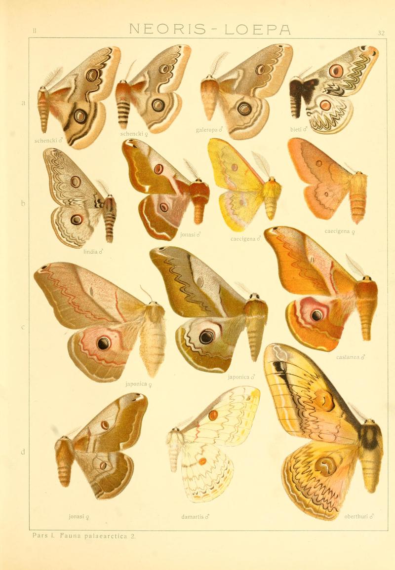 Die Gross-Schmetterlinge der Erde (Taf. 32) BHL9921476