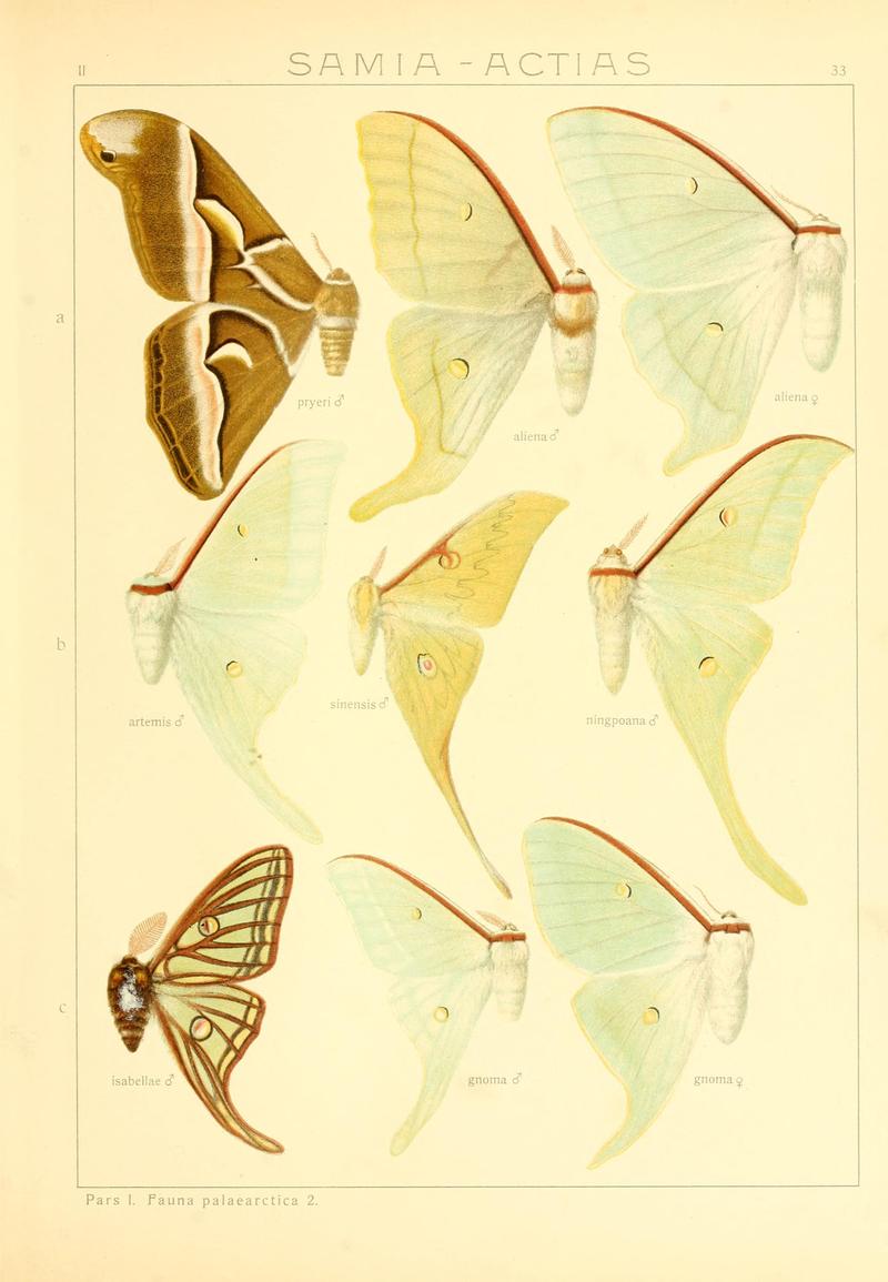 Die Gross-Schmetterlinge der Erde (Taf. 33) BHL9921478