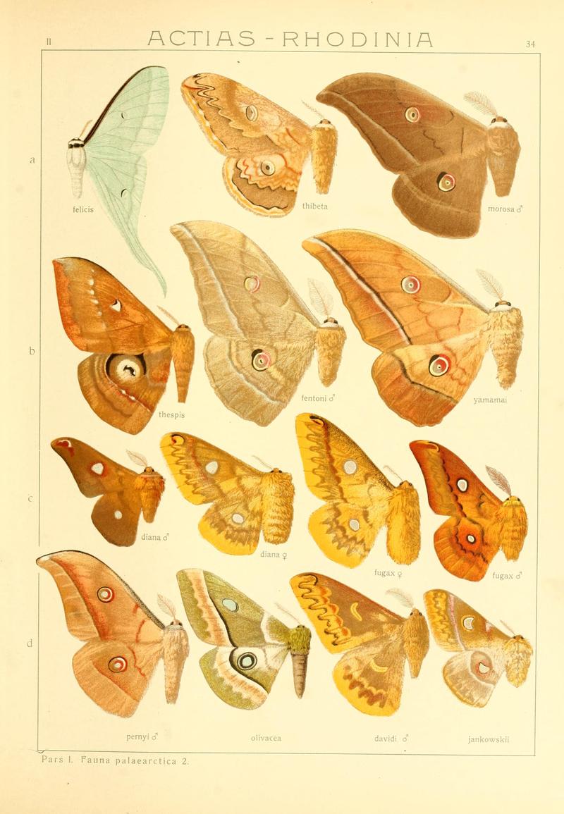 Die Gross-Schmetterlinge der Erde (Taf. 34) BHL9921480