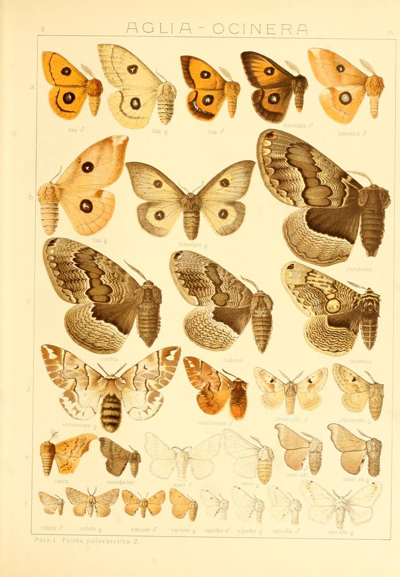 Die Gross-Schmetterlinge der Erde (Taf. 35) BHL9921482