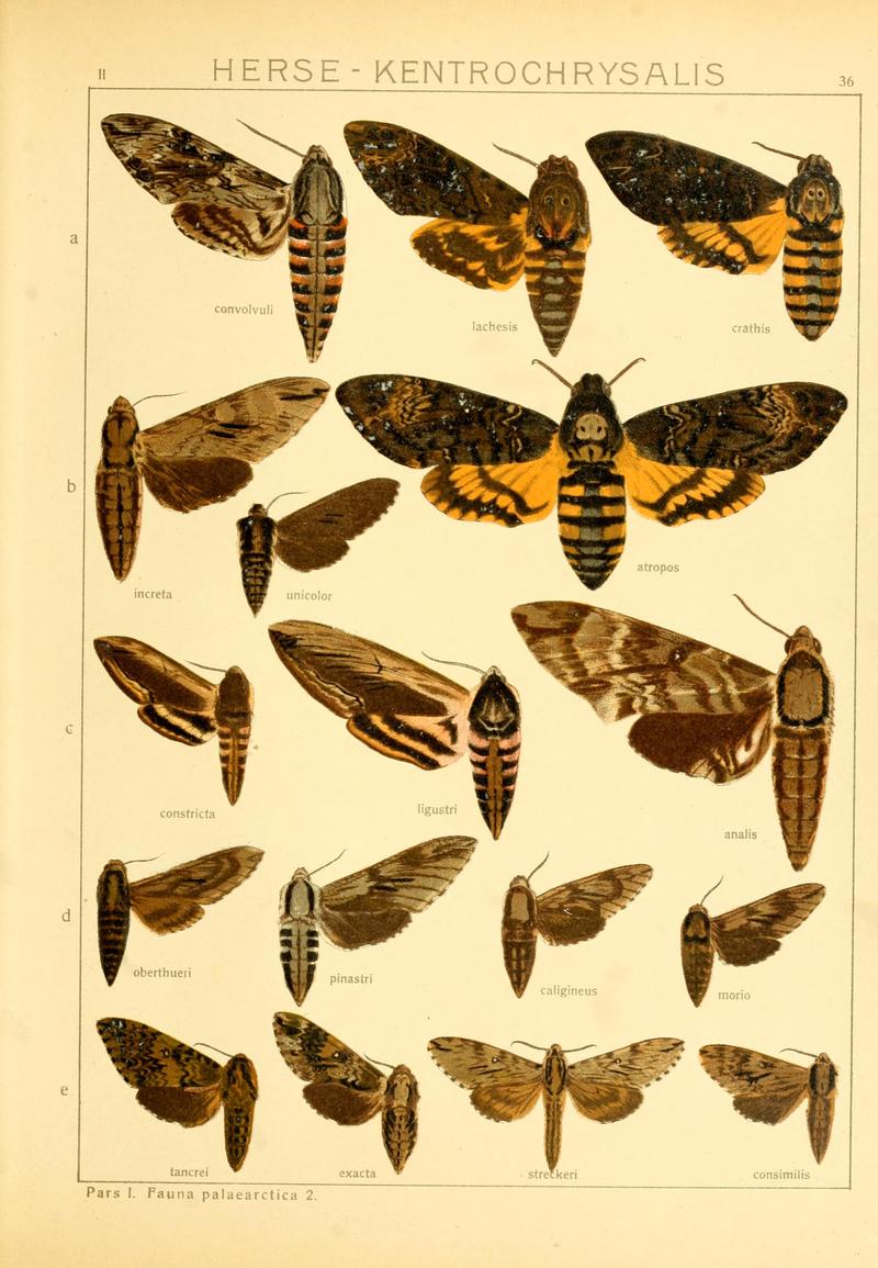 Die Gross-Schmetterlinge der Erde (Taf. 36) BHL9921484