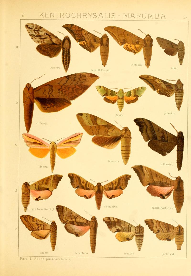 Die Gross-Schmetterlinge der Erde (Taf. 37) BHL9921486