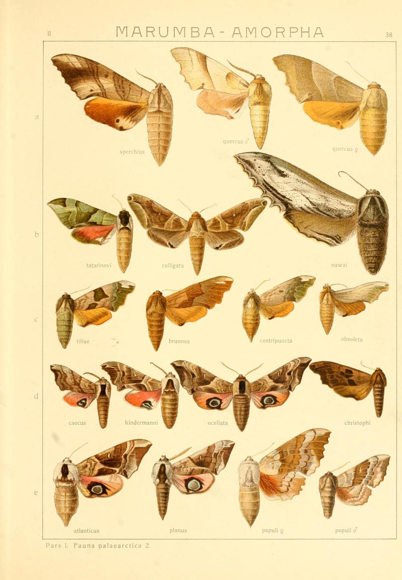 Die Gross-Schmetterlinge der Erde (Taf. 38) BHL9921488