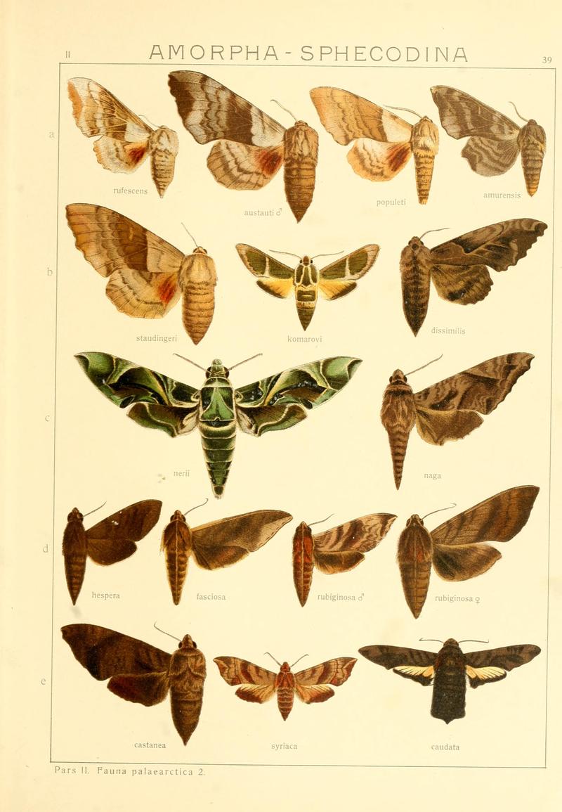 Die Gross-Schmetterlinge der Erde (Taf. 39) BHL9921490