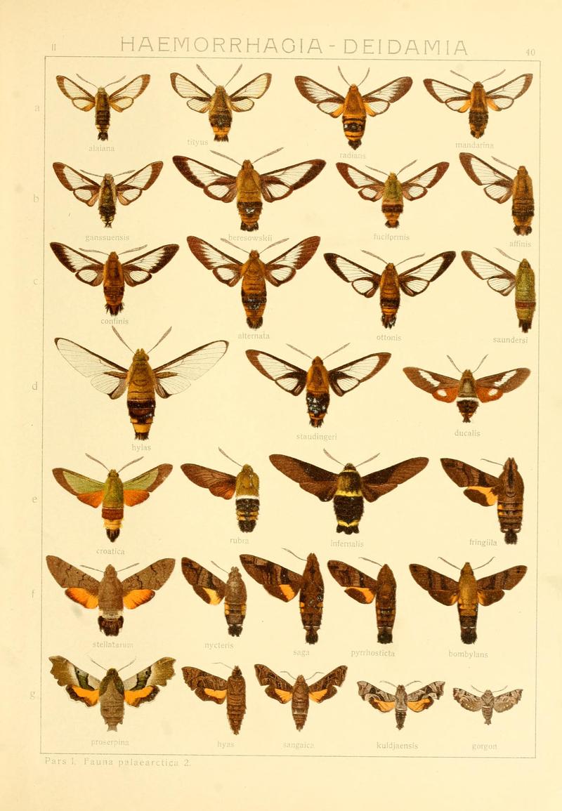 Die Gross-Schmetterlinge der Erde (Taf. 40) BHL9921492