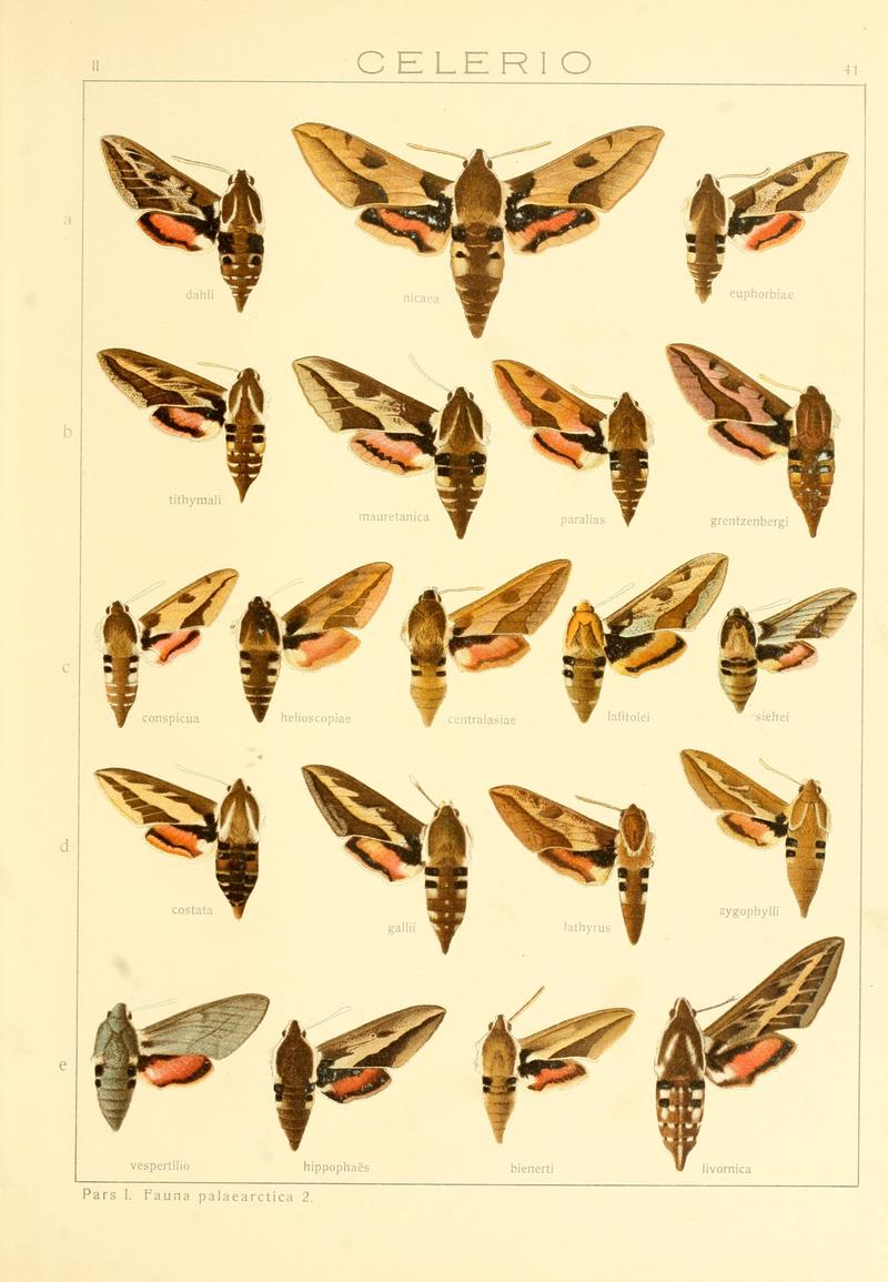 Die Gross-Schmetterlinge der Erde (Taf. 41) BHL9921494