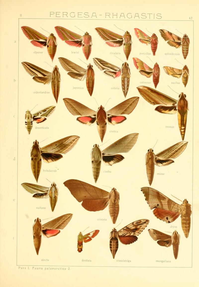 Die Gross-Schmetterlinge der Erde (Taf. 42) BHL9921496