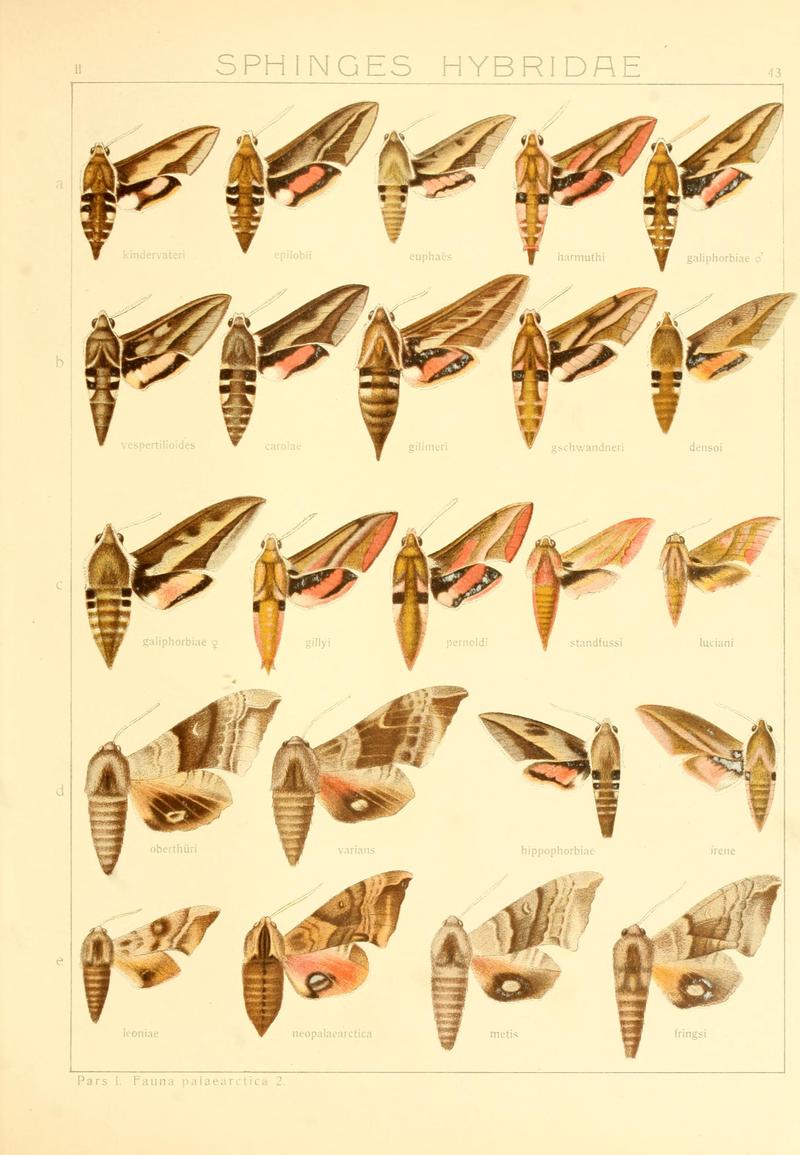 Die Gross-Schmetterlinge der Erde (Taf. 43) BHL9921498