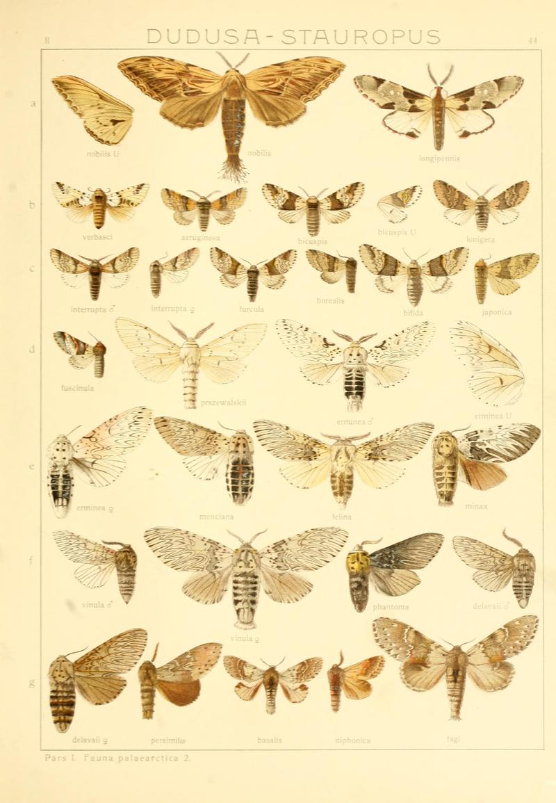 Die Gross-Schmetterlinge der Erde (Taf. 44) BHL9921500