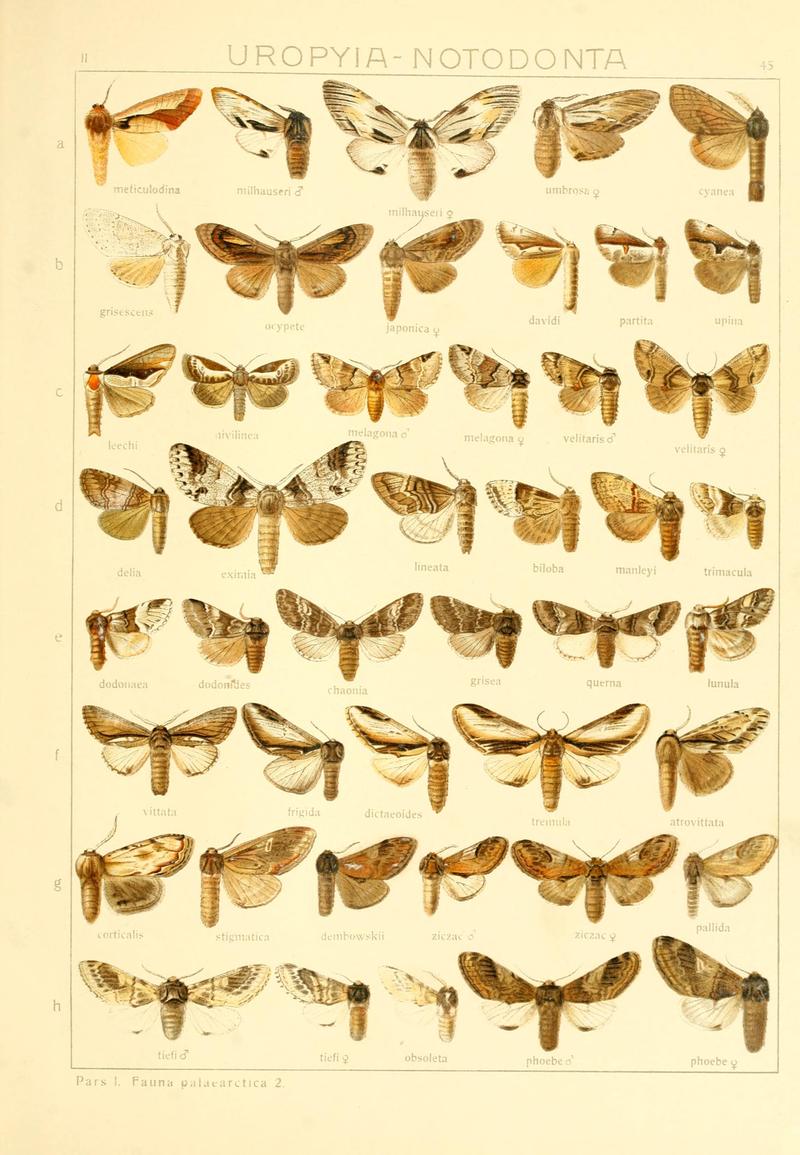 Die Gross-Schmetterlinge der Erde (Taf. 45) BHL9921502