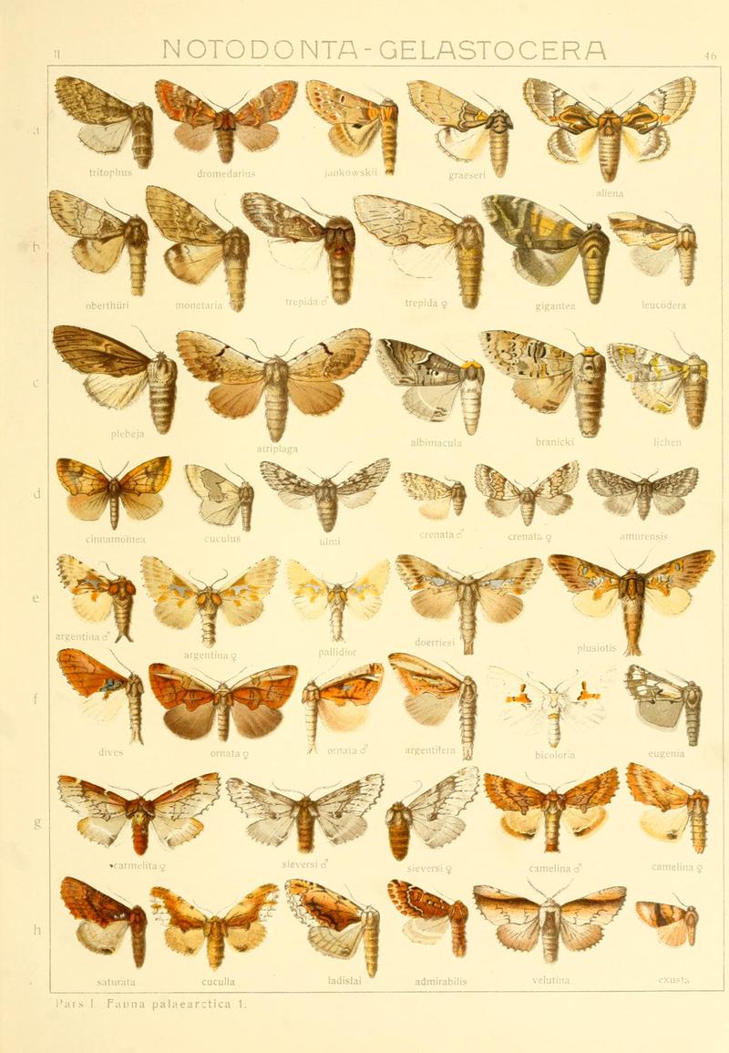 Die Gross-Schmetterlinge der Erde (Taf. 46) BHL9921504