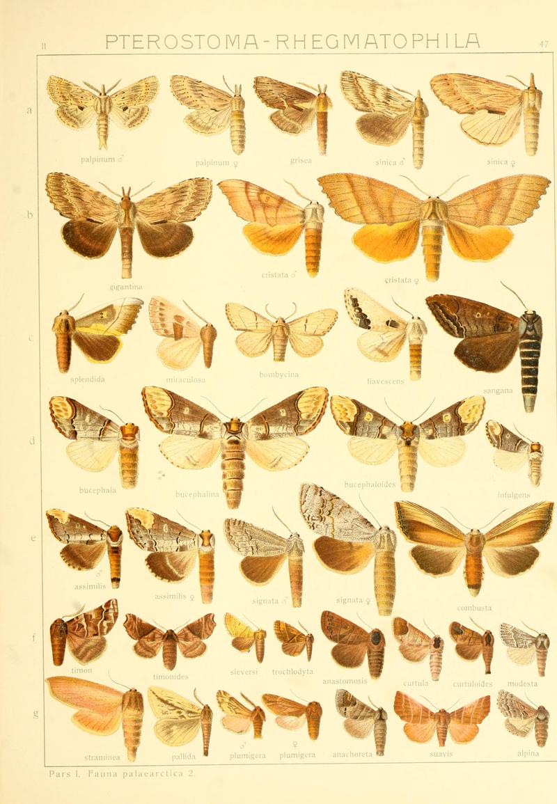 Die Gross-Schmetterlinge der Erde (Taf. 47) BHL9921506