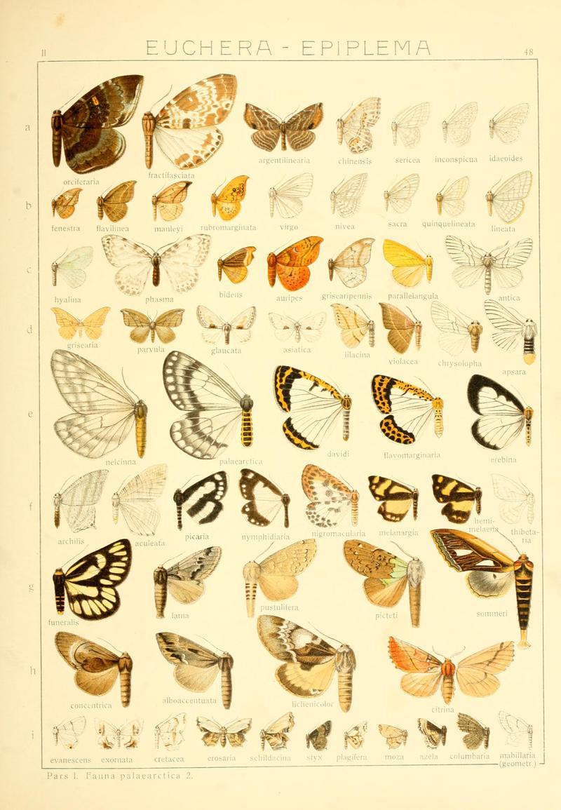 Die Gross-Schmetterlinge der Erde (Taf. 48) BHL9921508