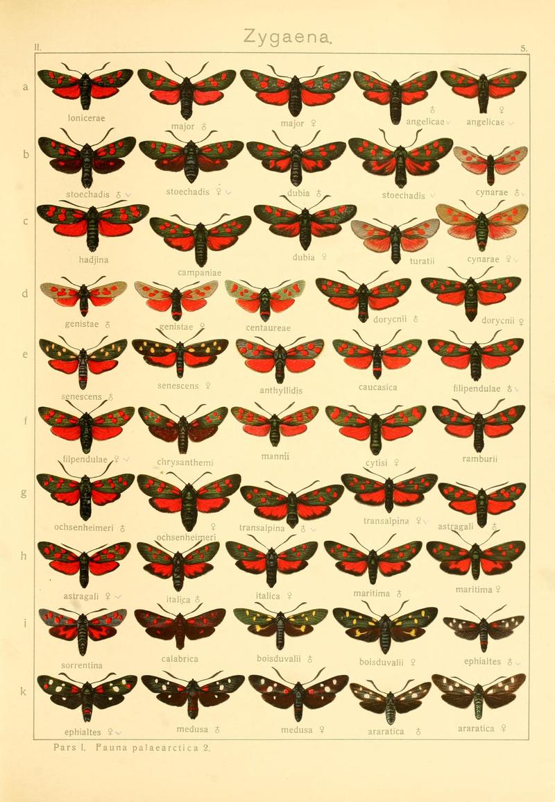 Die Gross-Schmetterlinge der Erde (Taf. 5) BHL9921445