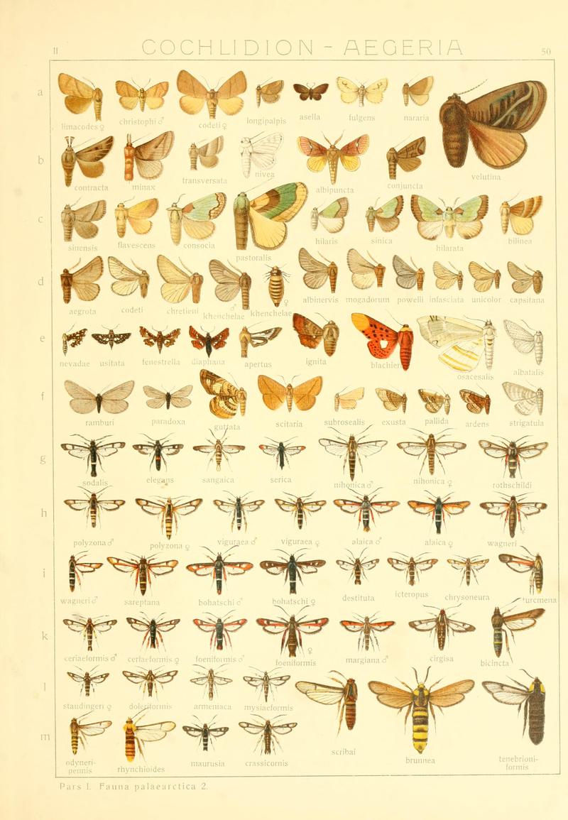 Die Gross-Schmetterlinge der Erde (Taf. 50) BHL9921512