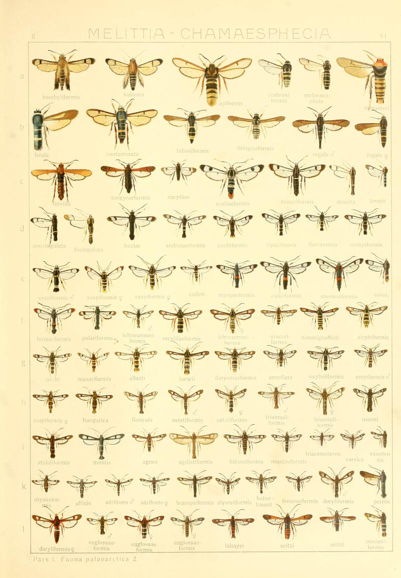Die Gross-Schmetterlinge der Erde (Taf. 51) BHL9921514