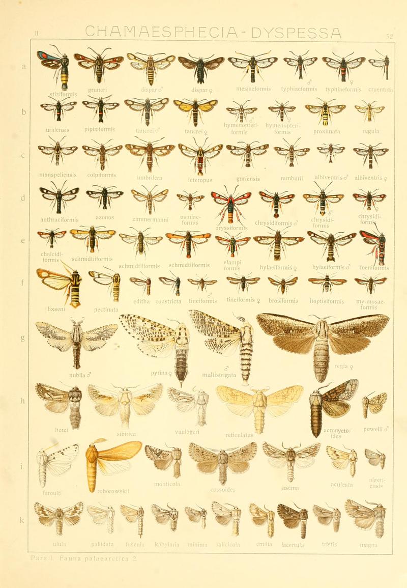 Die Gross-Schmetterlinge der Erde (Taf. 52) BHL9921516