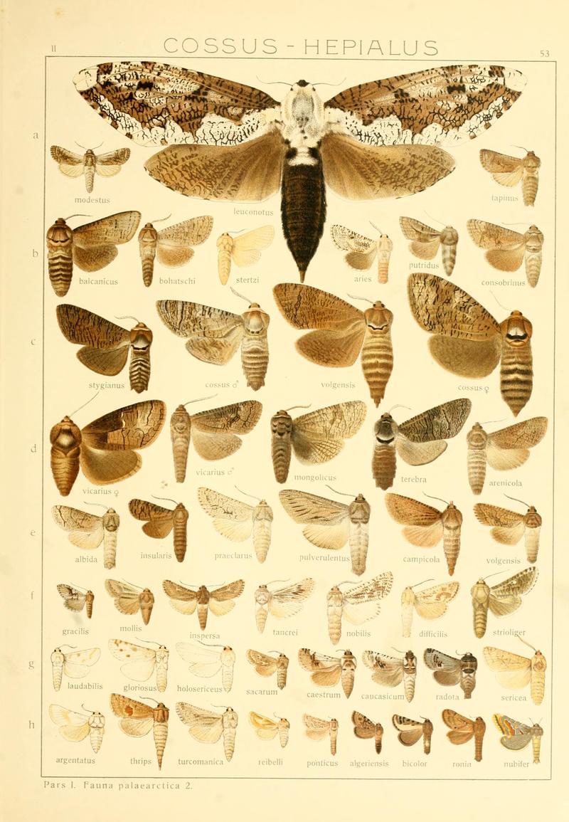 Die Gross-Schmetterlinge der Erde (Taf. 53) BHL9921518