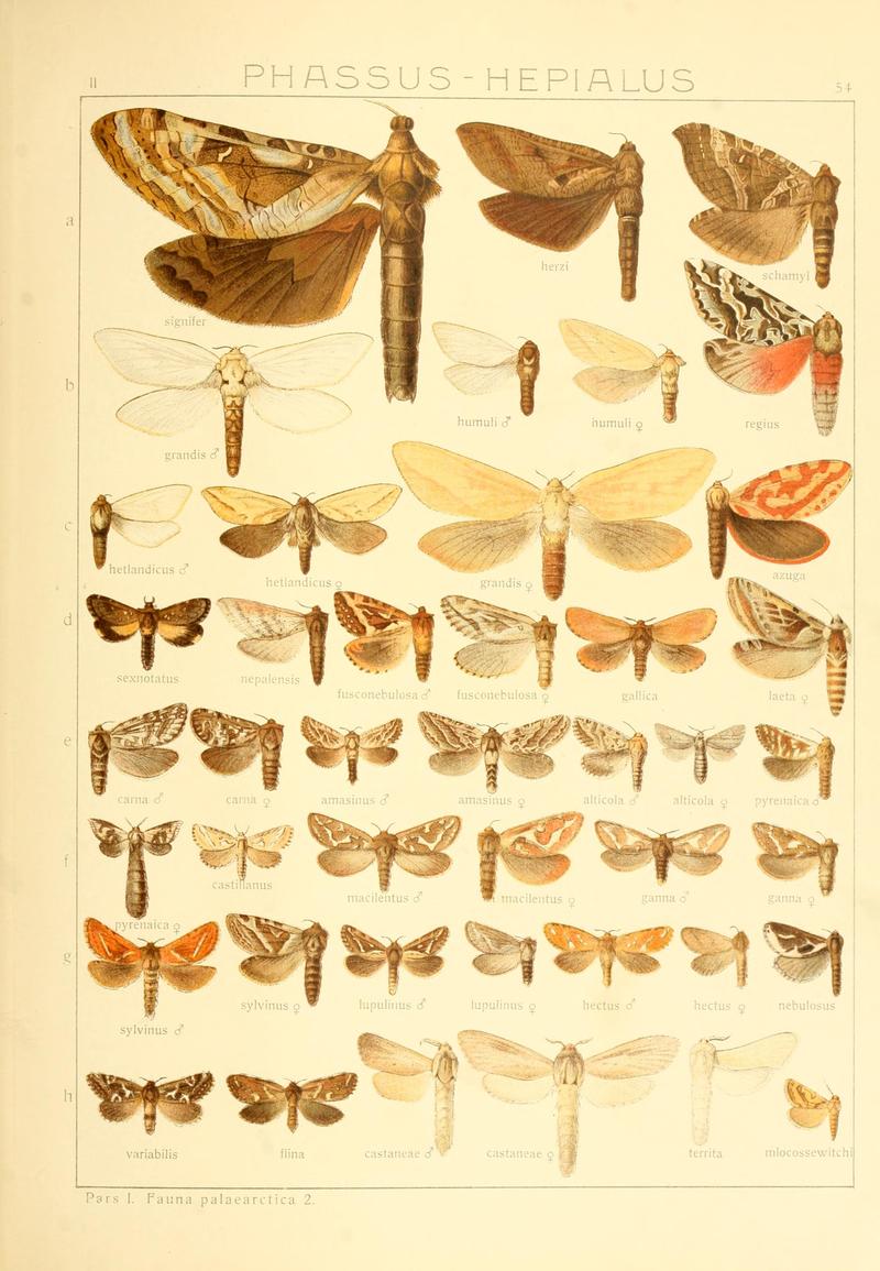 Die Gross-Schmetterlinge der Erde (Taf. 54) BHL9921520