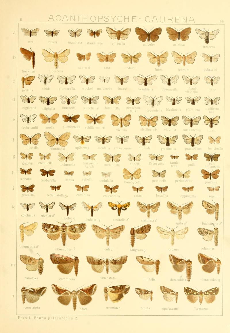 Die Gross-Schmetterlinge der Erde (Taf. 55) BHL9921522