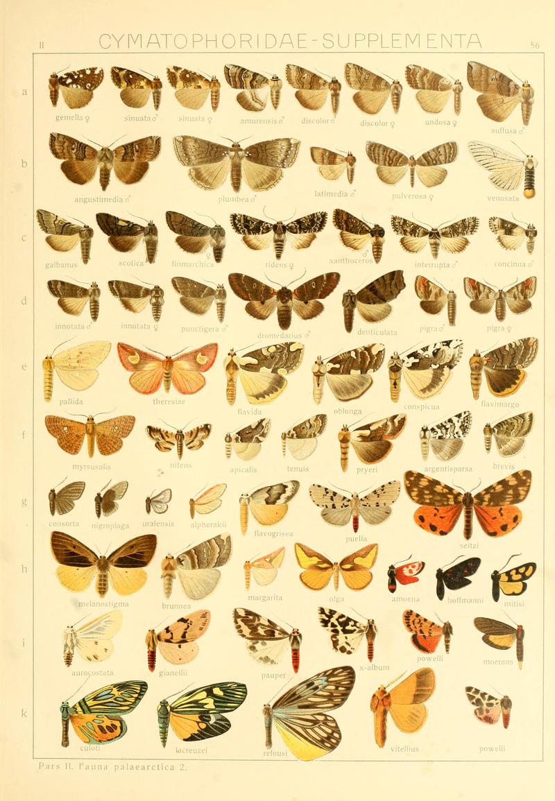 Die Gross-Schmetterlinge der Erde (Taf. 56) BHL9921524