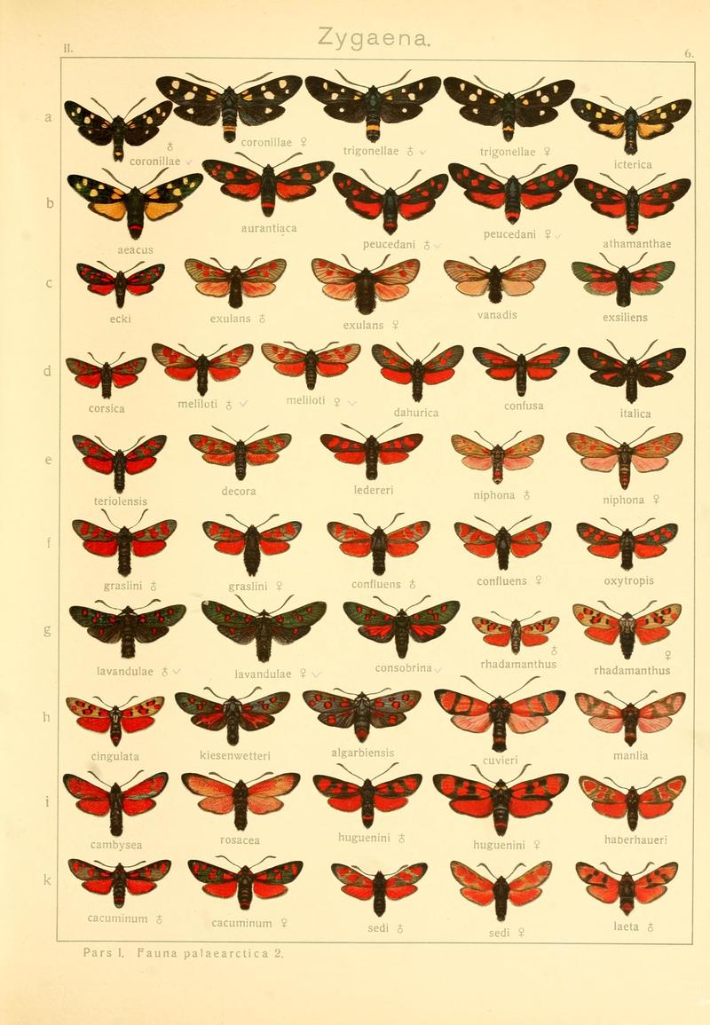 Die Gross-Schmetterlinge der Erde (Taf. 6) BHL9921443