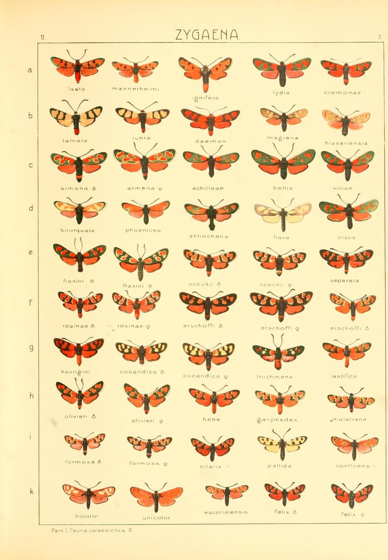 Die Gross-Schmetterlinge der Erde (Taf. 7) BHL9921441