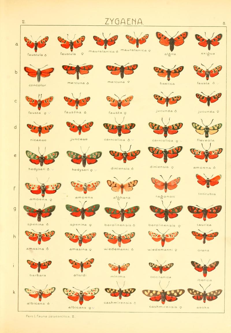 Die Gross-Schmetterlinge der Erde (Taf. 8) BHL9921439