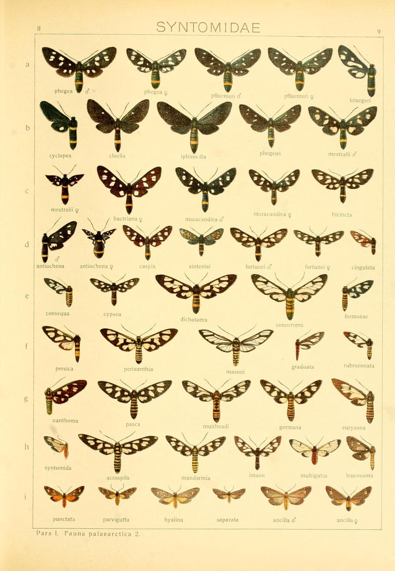 Die Gross-Schmetterlinge der Erde (Taf. 9) BHL9921407