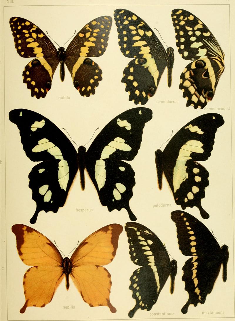Die Gross-Schmetterlinge der Erde - eine systematische Bearbeitung der bis jetzt bekannten Gross-Schmetterlinge (1900) (14594361030)