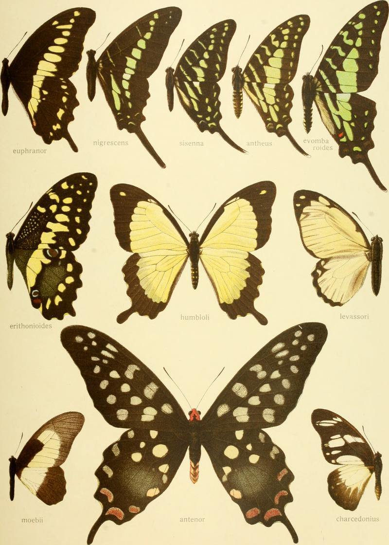 Die Gross-Schmetterlinge der Erde - eine systematische Bearbeitung der bis jetzt bekannten Gross-Schmetterlinge (1900) (14594422299)