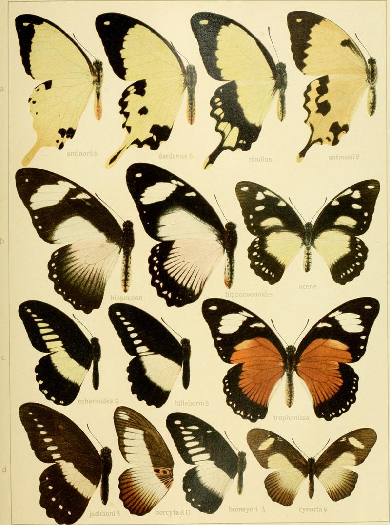Die Gross-Schmetterlinge der Erde - eine systematische Bearbeitung der bis jetzt bekannten Gross-Schmetterlinge (1900) (14594423938)