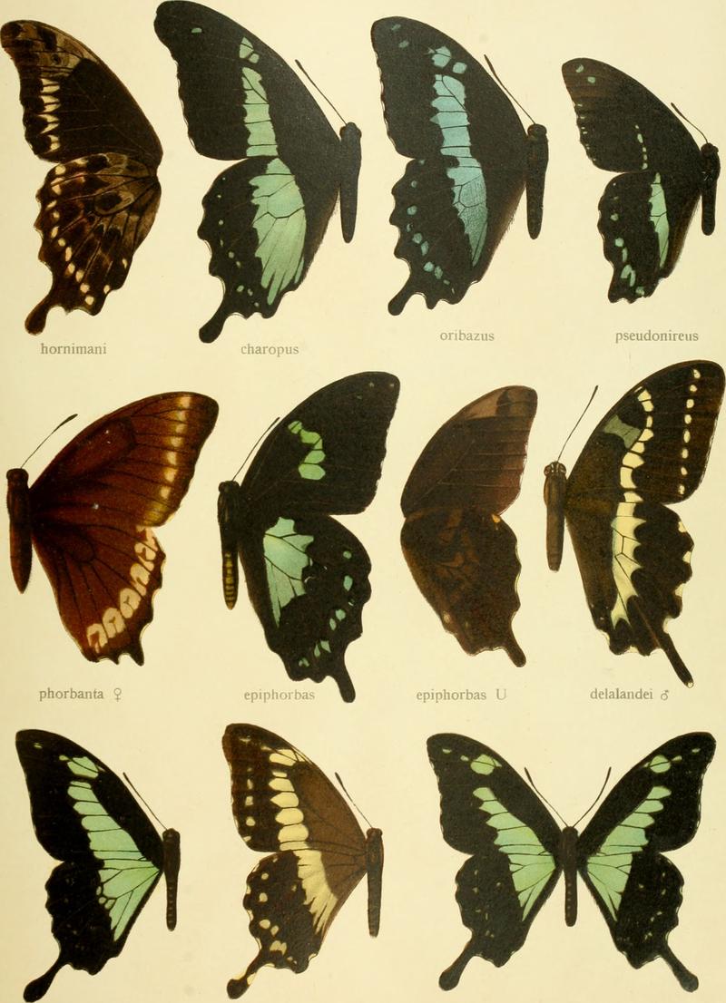 Die Gross-Schmetterlinge der Erde - eine systematische Bearbeitung der bis jetzt bekannten Gross-Schmetterlinge (1900) (14594434148)